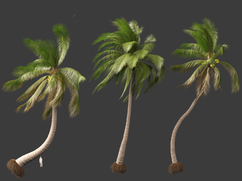 Cocos nucifera - Coconut tree 05 3D 모델