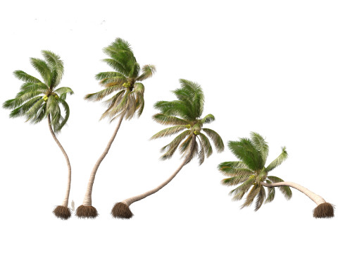 Cocos nucifera - Coconut tree 05 3D 모델
