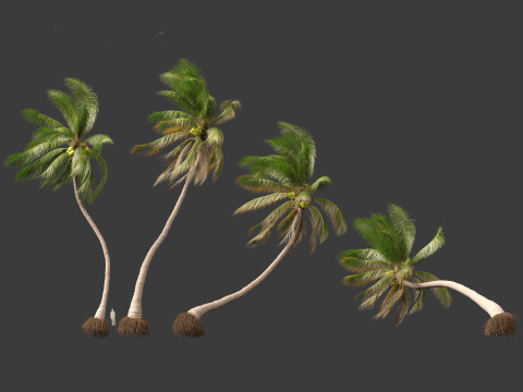 Cocos nucifera - Coconut tree 05 3D 모델