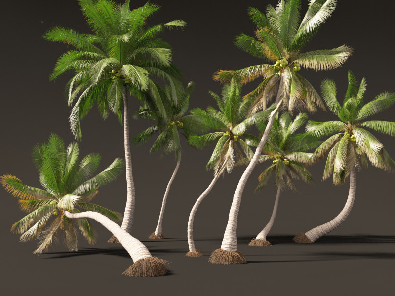 Cocos nucifera - Coconut tree 04 3D Model .c4d .max .obj .3ds .fbx .stl .blend 
