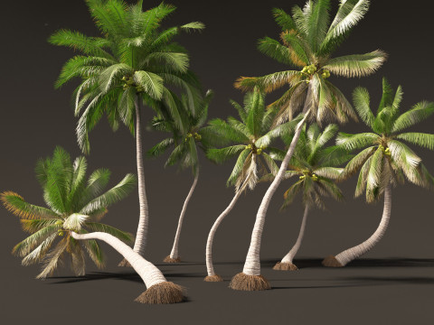 Cocos nucifera - Coconut tree 04 Modelo 3D