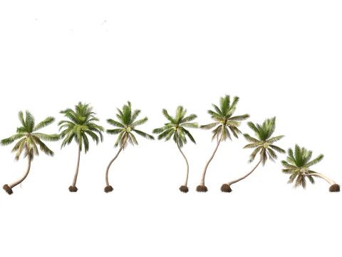 Cocos nucifera - Coconut tree 04 3D Model