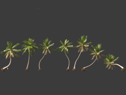 Cocos nucifera - Coconut tree 04 3D Model