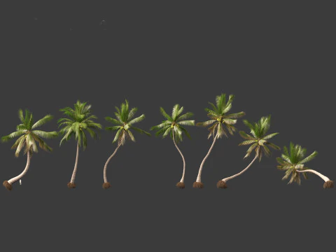 Cocos nucifera - Coconut tree 04 3D Model