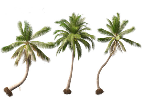 Cocos nucifera - Coconut tree 04 3D Model