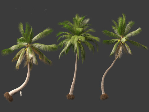 Cocos nucifera - Coconut tree 04 3D Model