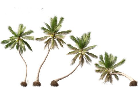 Cocos nucifera - Coconut tree 04 3D Model