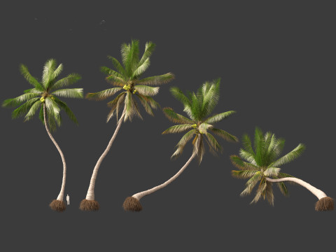 Cocos nucifera - Coconut tree 04 3D Model