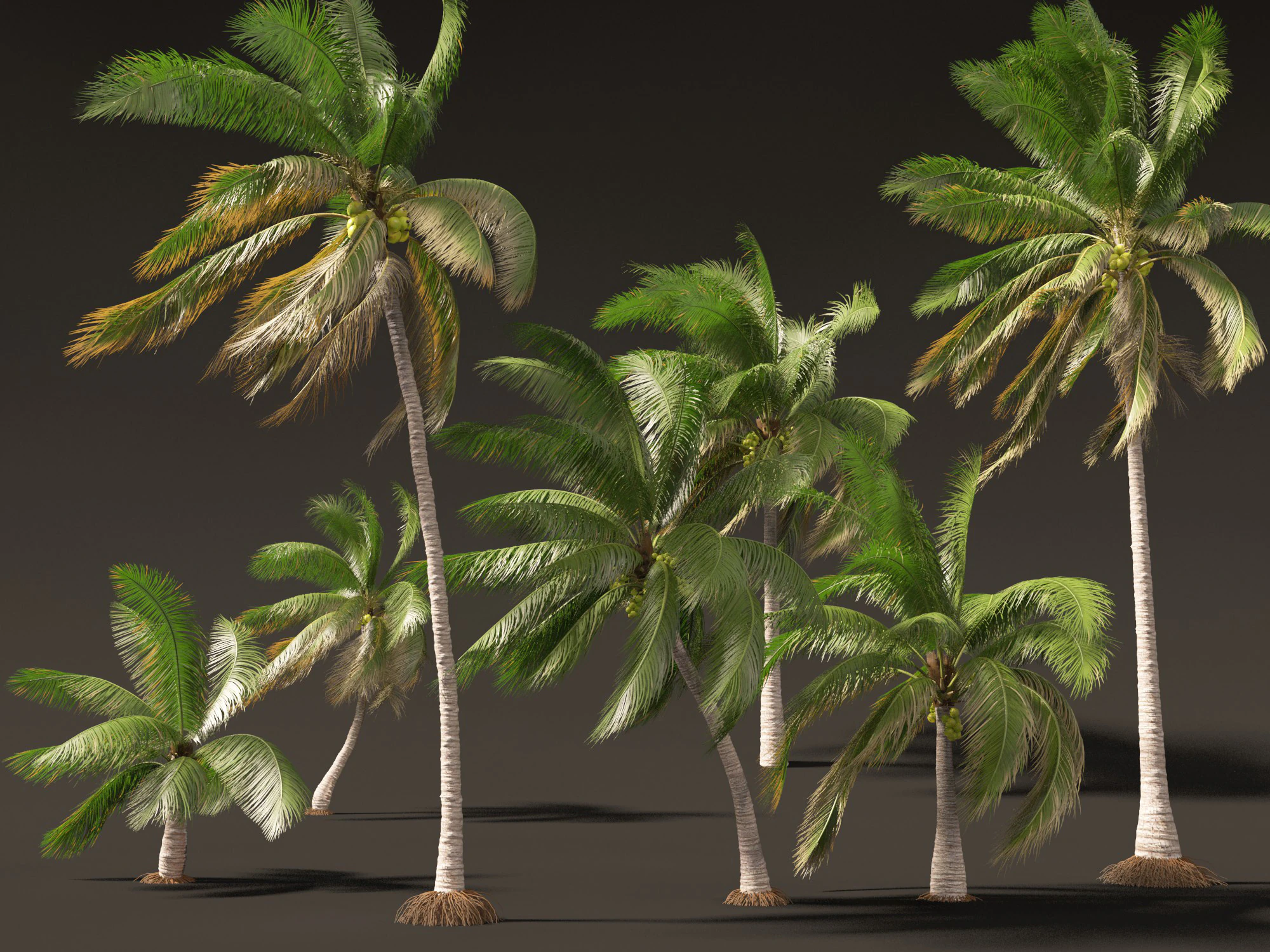 Cocos nucifera - Coconut tree 03 3D Model .c4d .max .obj .3ds .fbx .stl .blend
