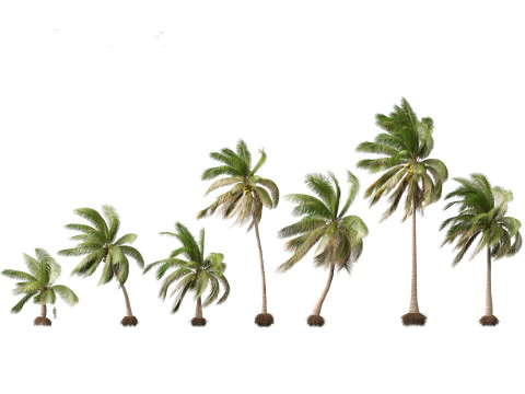 Cocos nucifera - Coconut tree 03 3D Model