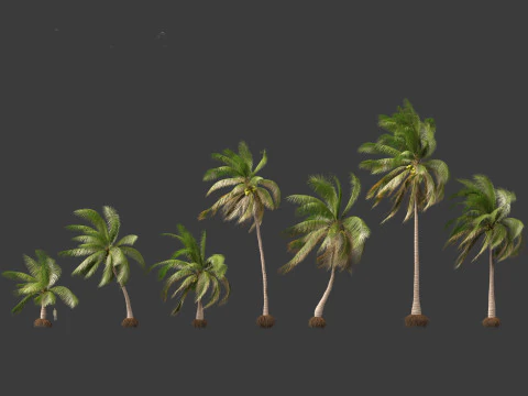Cocos nucifera - Coconut tree 03 3D Model