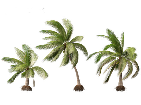 Cocos nucifera - Coconut tree 03 Modello 3D