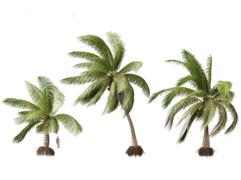 Cocos nucifera - Coconut tree 03 3D Model