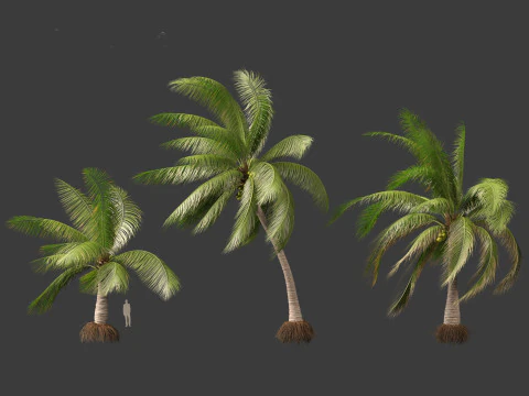 Cocos nucifera - Coconut tree 03 3D Model