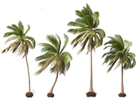Cocos nucifera - Coconut tree 03 3D Model