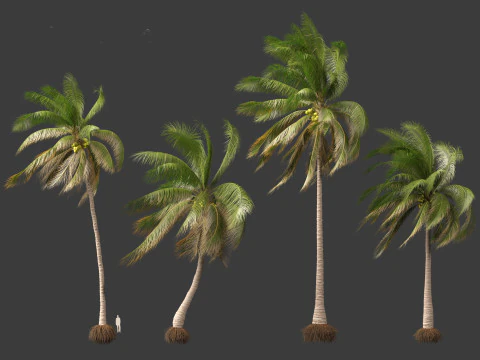 Cocos nucifera - Coconut tree 03 3D Model