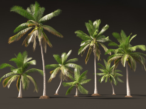 Cocos nucifera - Coconut tree 02 Modelo 3D