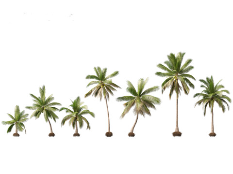Cocos nucifera - Coconut tree 02 3D 모델