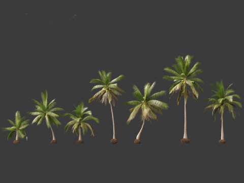 Cocos nucifera - Coconut tree 02 3D 모델