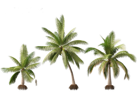 Cocos nucifera - Coconut tree 02 3D 모델