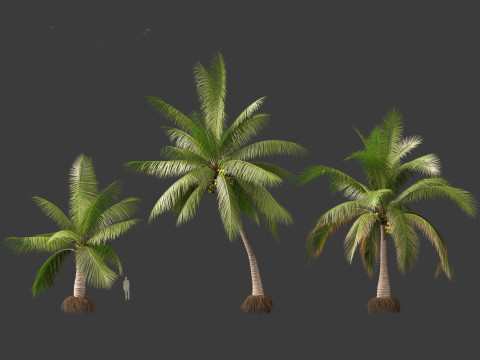 Cocos nucifera - Coconut tree 02 3D 모델