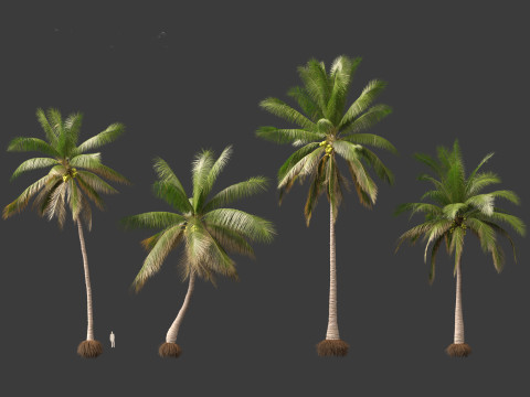 Cocos nucifera - Coconut tree 02 3D 모델