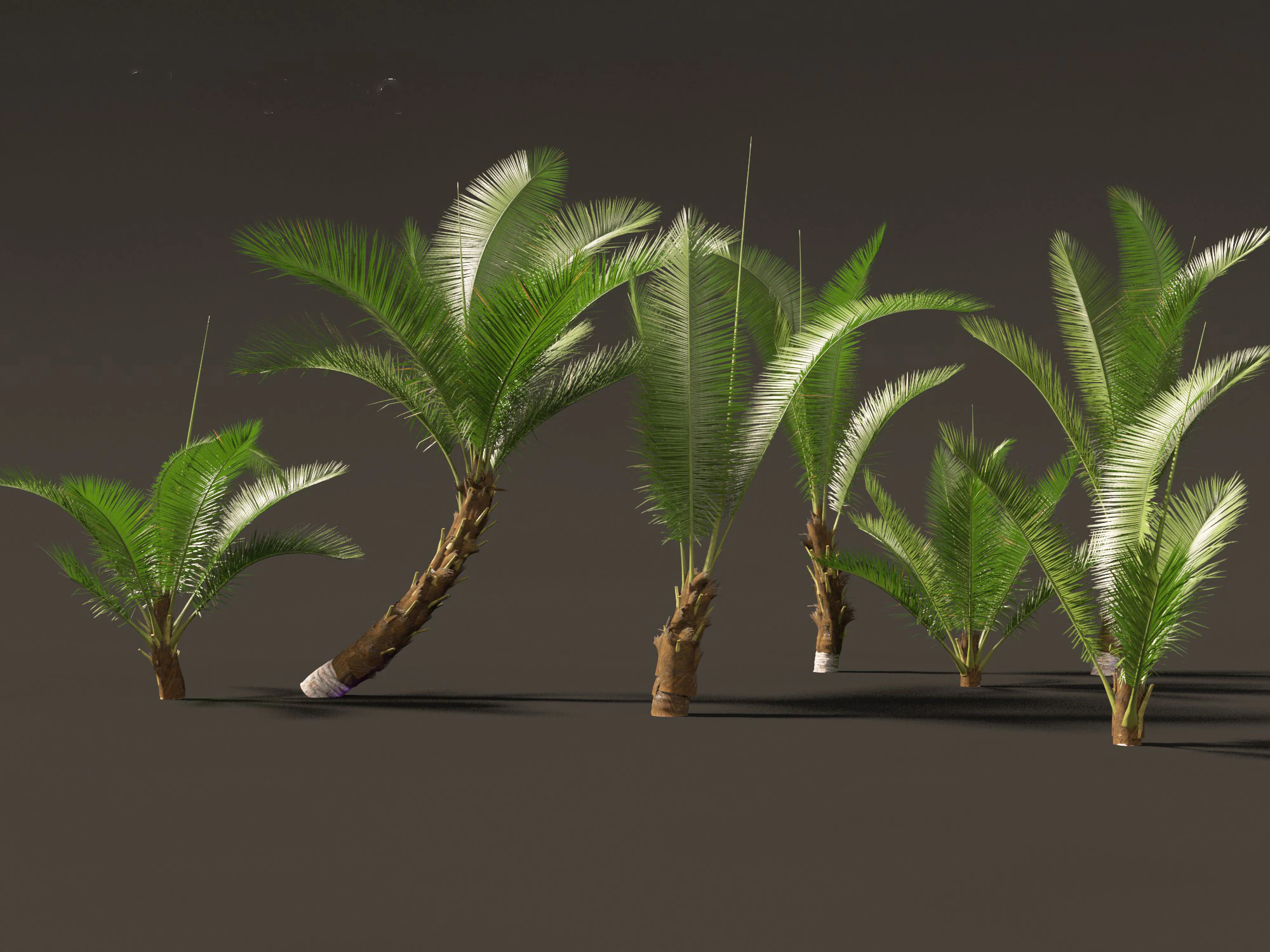 Cocos nucifera - Coconut tree 01 3D Model .c4d .max .obj .3ds .fbx .stl .blend