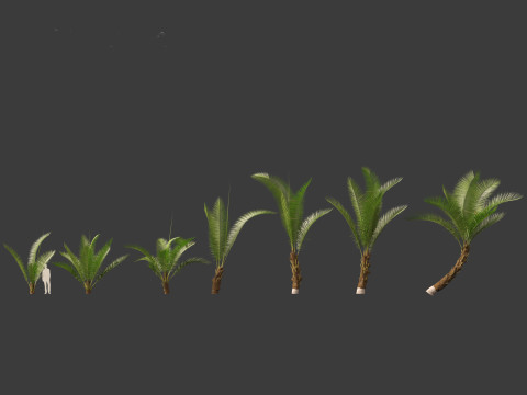 Cocos nucifera - Coconut tree 01 3D Model