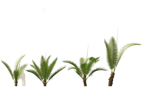Cocos nucifera - Coconut tree 01 3D Model