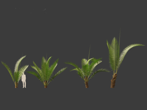 Cocos nucifera - Coconut tree 01 3D Model