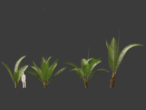 Cocos nucifera - Coconut tree 01 3D Model