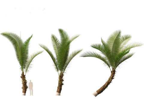 Cocos nucifera - Coconut tree 01 3D Model