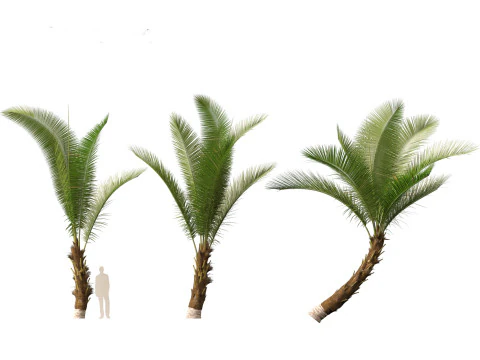 Cocos nucifera - Coconut tree 01 3D Model
