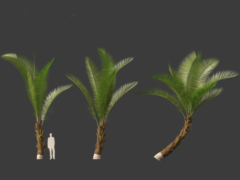 Cocos nucifera - Coconut tree 01 3D Model