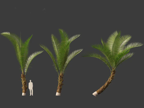 Cocos nucifera - Coconut tree 01 3D Model