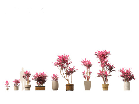 Cordyline rubra - palm lily 02 3D Model