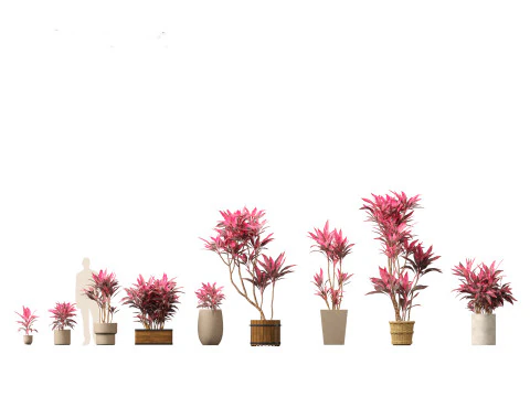 Cordyline rubra - palm lily 02 3D Model