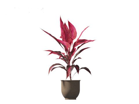 Cordyline rubra - palm lily 02 3D Model