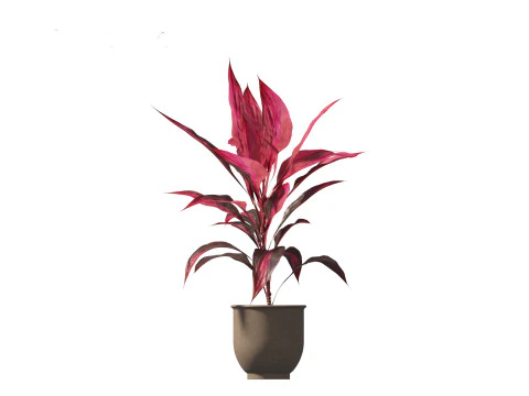 Cordyline rubra - palm lily 02 3D Model