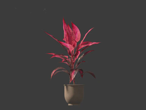 Cordyline rubra - palm lily 02 3D Model
