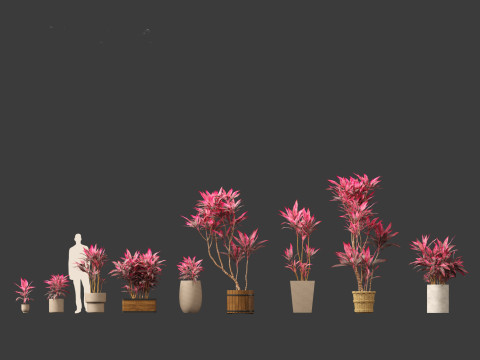 Cordyline rubra - palm lily 02 3D Model