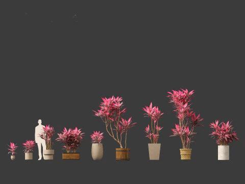 Cordyline rubra - palm lily 02 3D Model