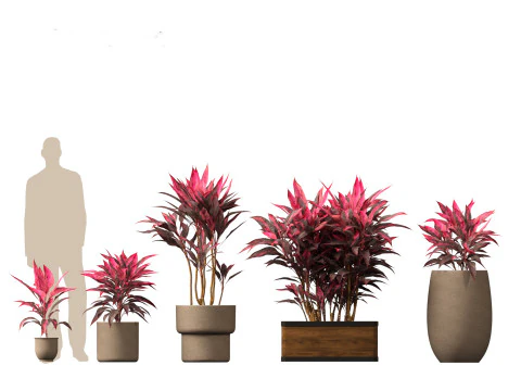 Cordyline rubra - palm lily 02 3D Model