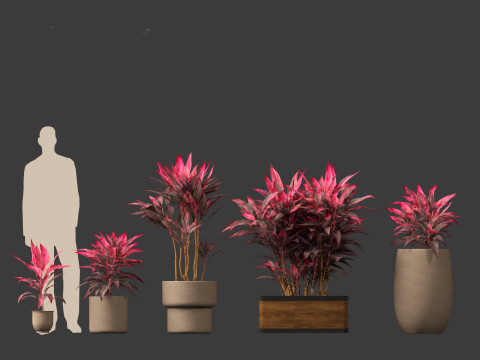 Cordyline rubra - palm lily 02 3D Model