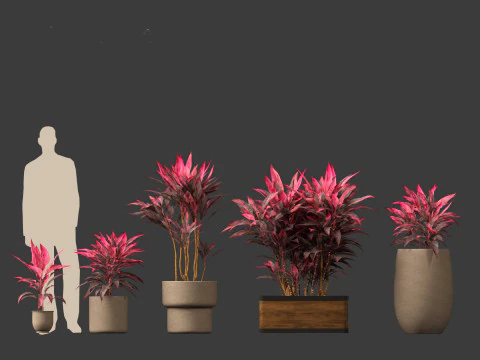 Cordyline rubra - palm lily 02 3D Model