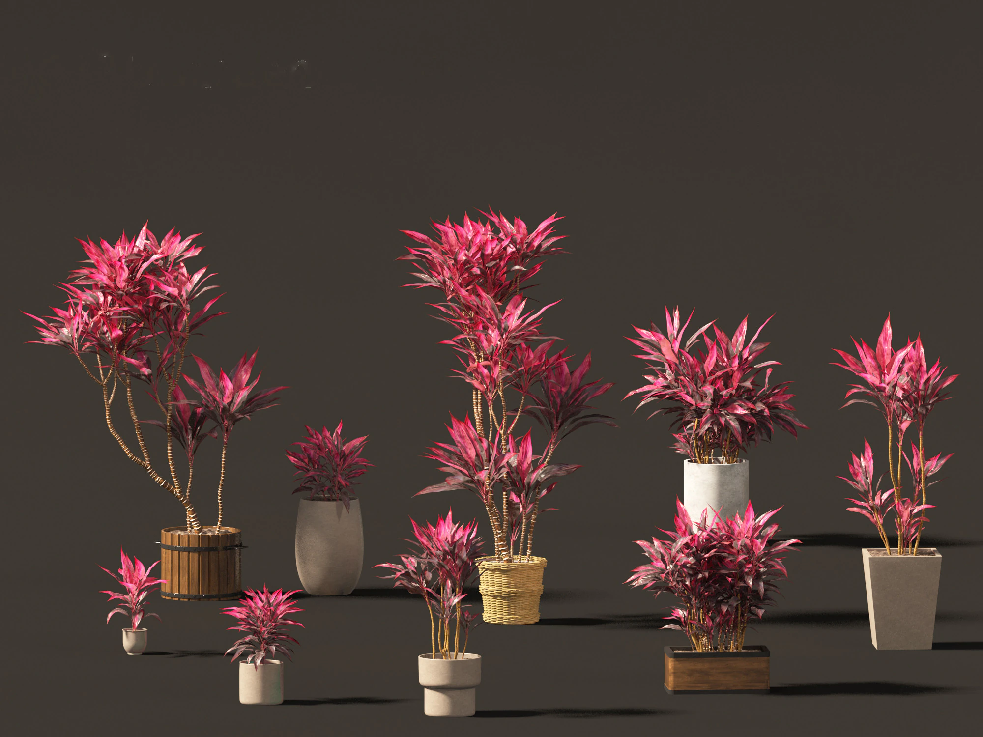 Cordyline rubra - palm lily 02 3D Model .c4d .max .obj .3ds .fbx .stl .blend 