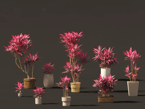 Cordyline rubra - Palmlilie 02 3D Modell