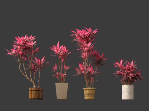 Cordyline rubra - palm lily 02 3D Model