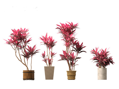 Cordyline rubra - palm lily 02 3D Model