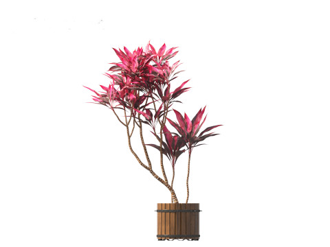 Cordyline rubra - palm lily 02 3D Model